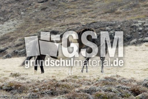 Islandpferde (19 von 50).jpg